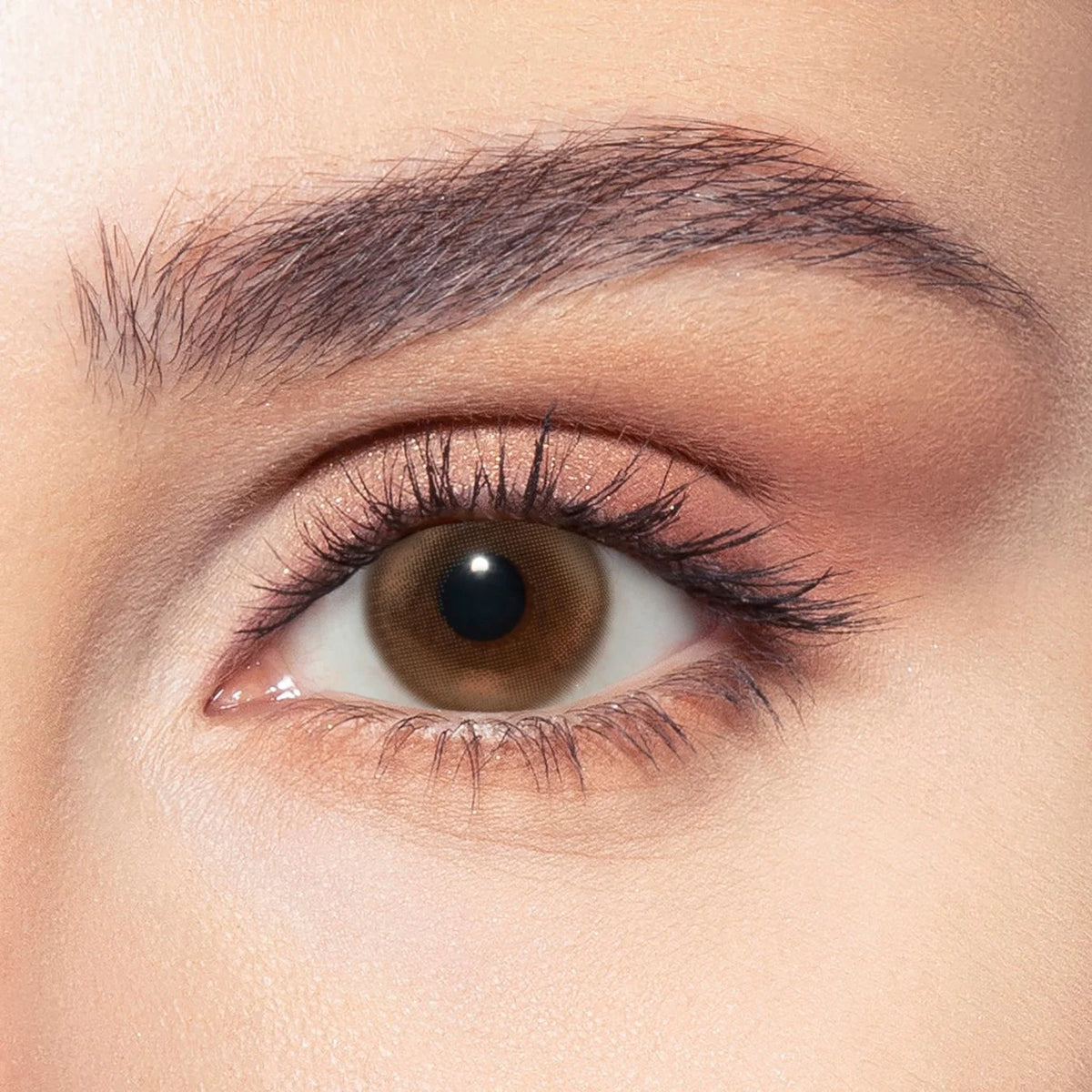 Bella Contact Lenses, brown colors named Siren Bronze on Dark brown eyes